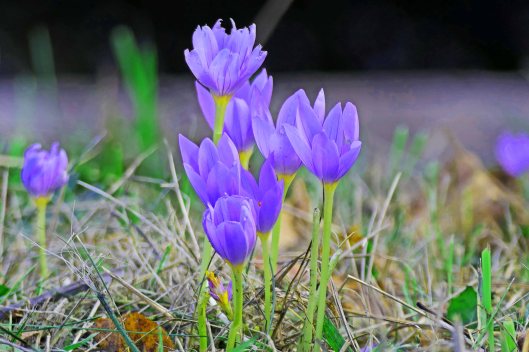 221016 autumn crocus