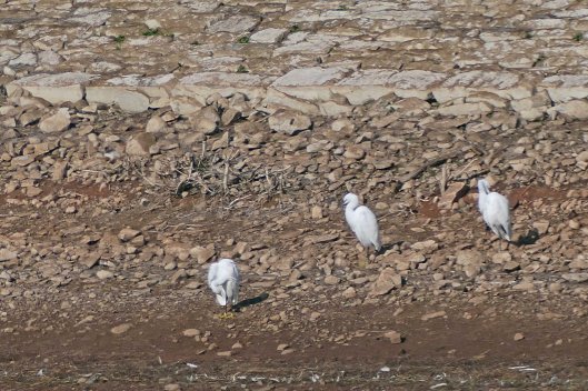 221017 little egrets