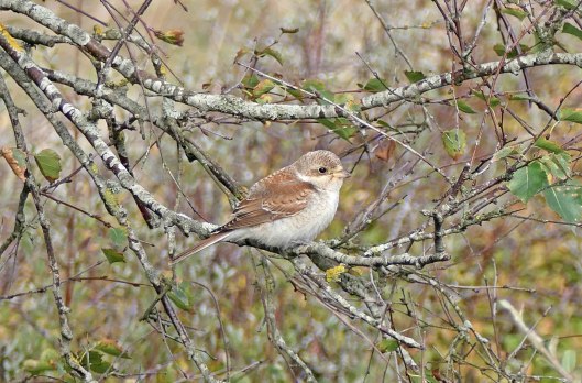 221018 red-backed shrike (a)