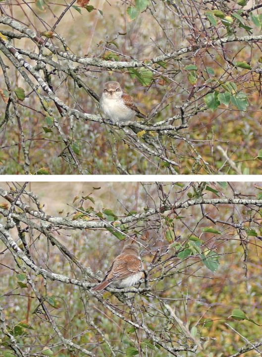 221018 red-backed shrike (b)