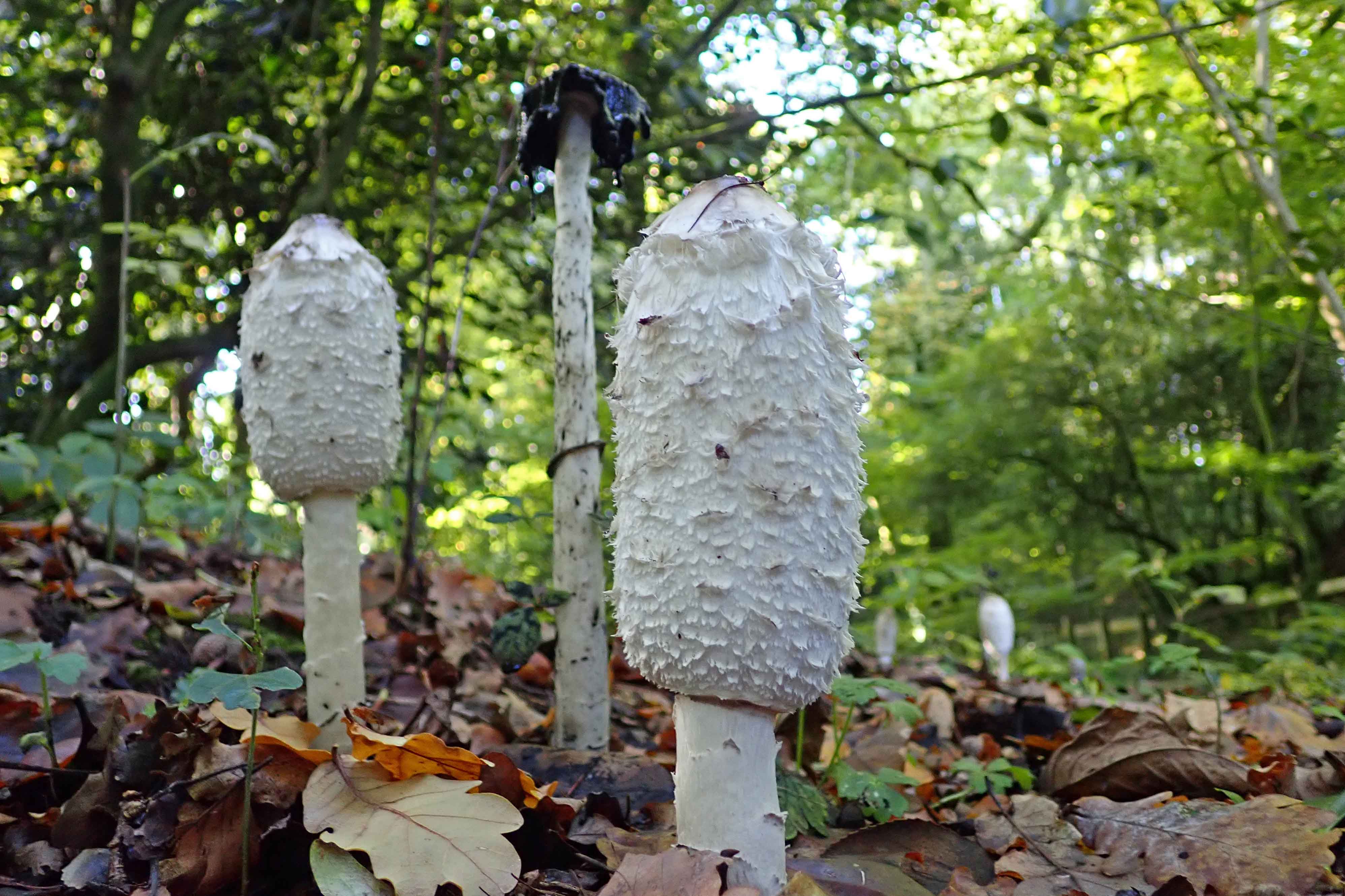 221019 shaggy inkcap