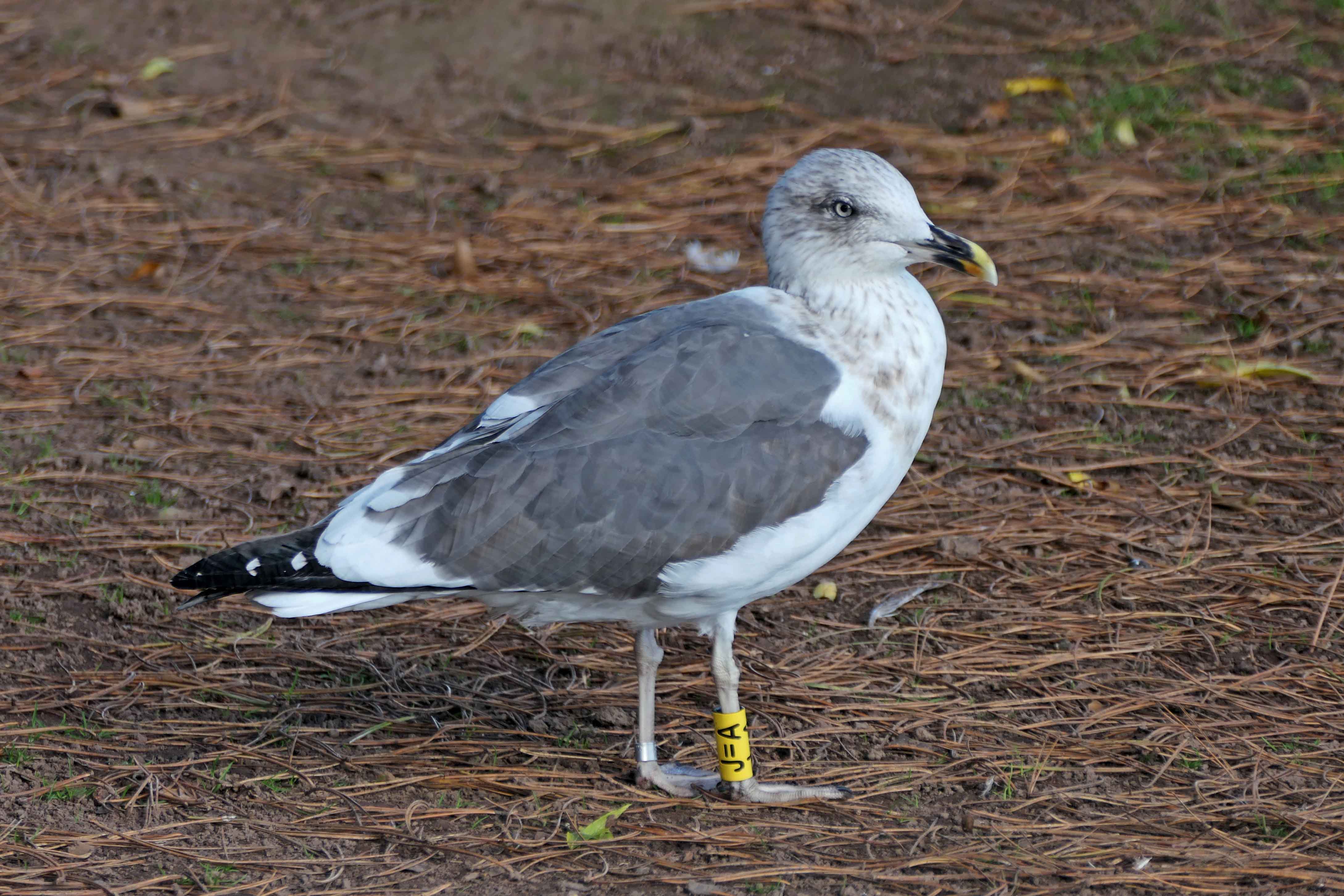 221020 ringed lbb gull (1)