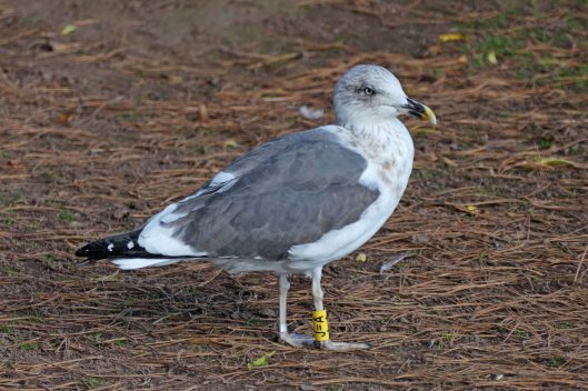 221020 ringed lbb gull (1)
