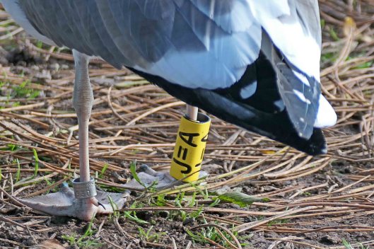 221020 ringed lbb gull (2)