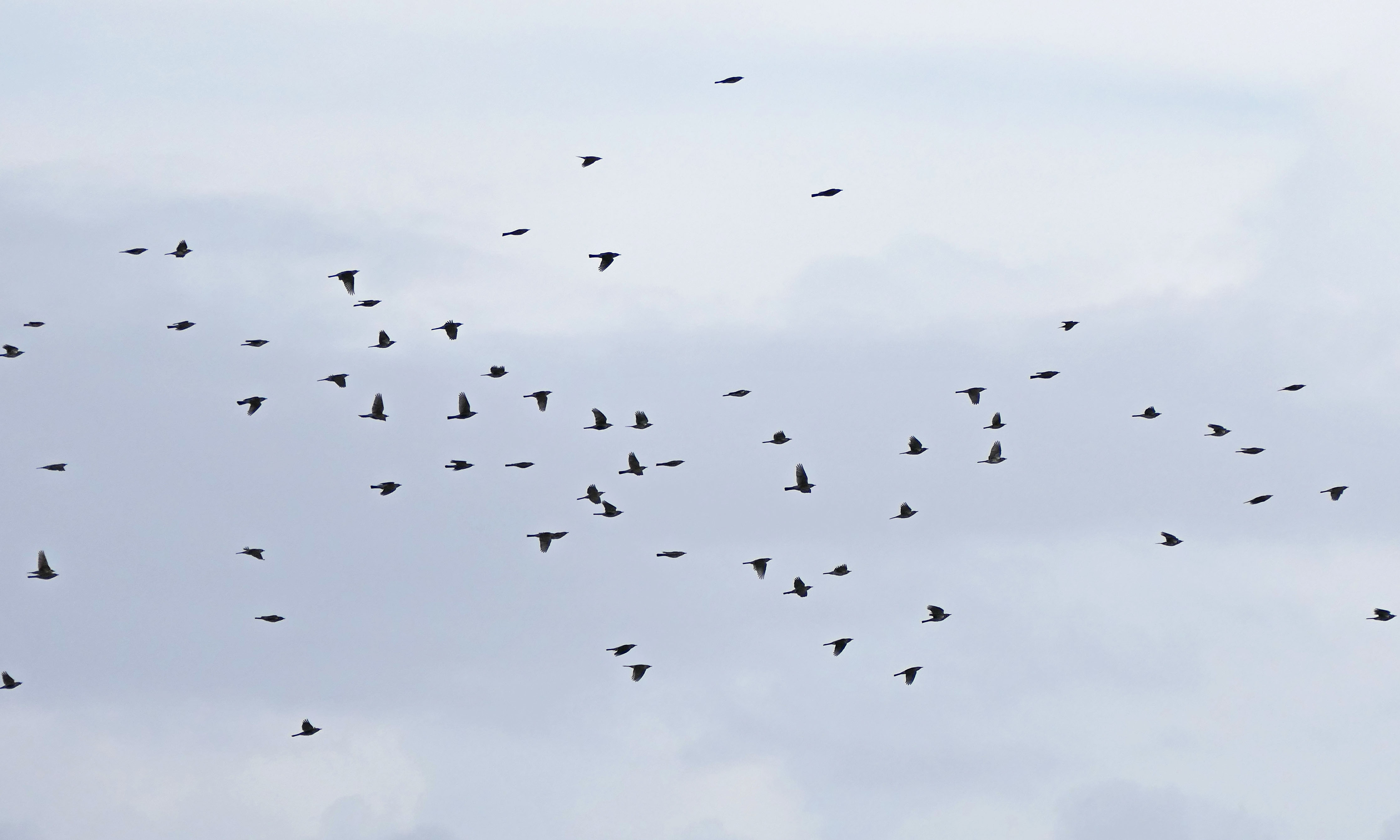 221022 fieldfare (1)