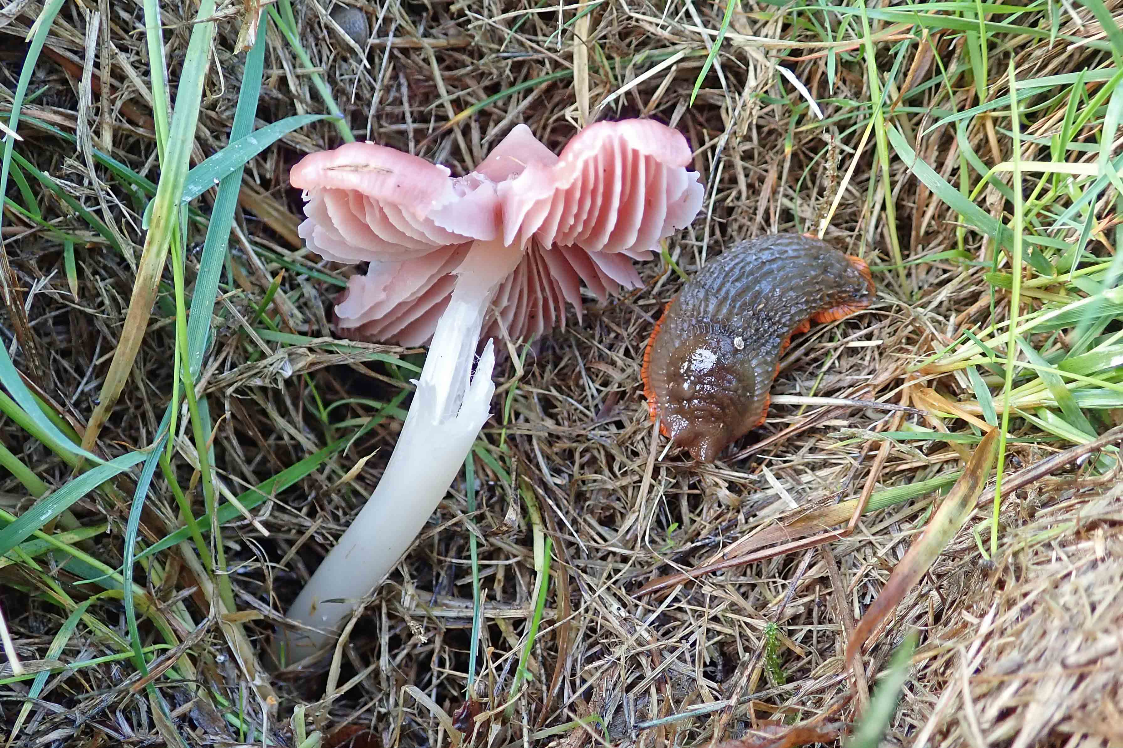 221028 pink waxcap large red slug