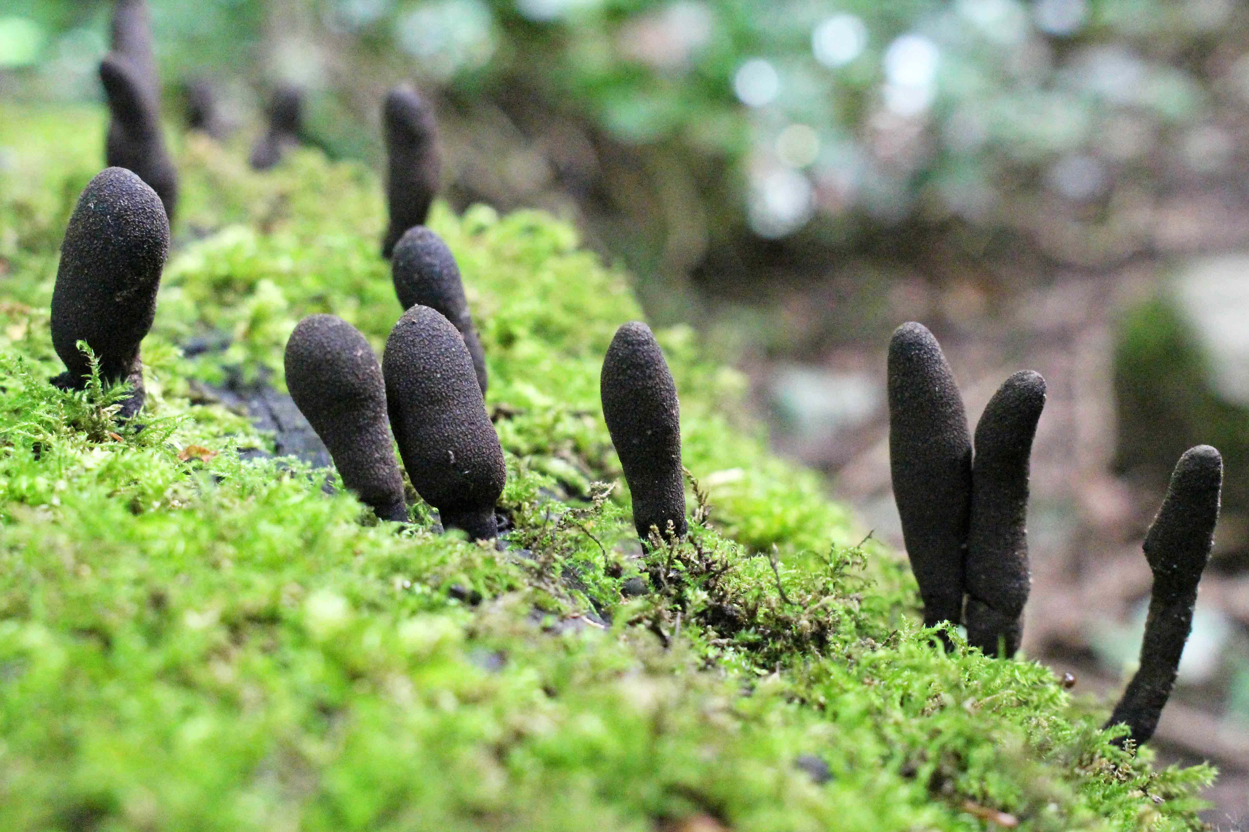 221031 Dead Mans Fingers (1)