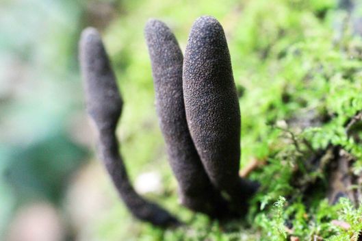 221031 Dead Mans Fingers (2)