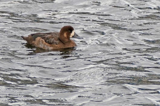 221101 scaup
