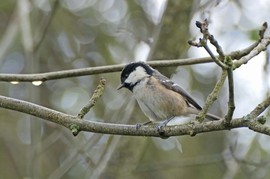 221105 coal tit (1)