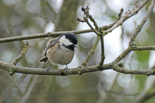 221105 coal tit (2)