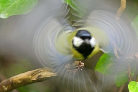 221108 great tit (1)