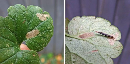 221114 coleophora albitarsella (2)