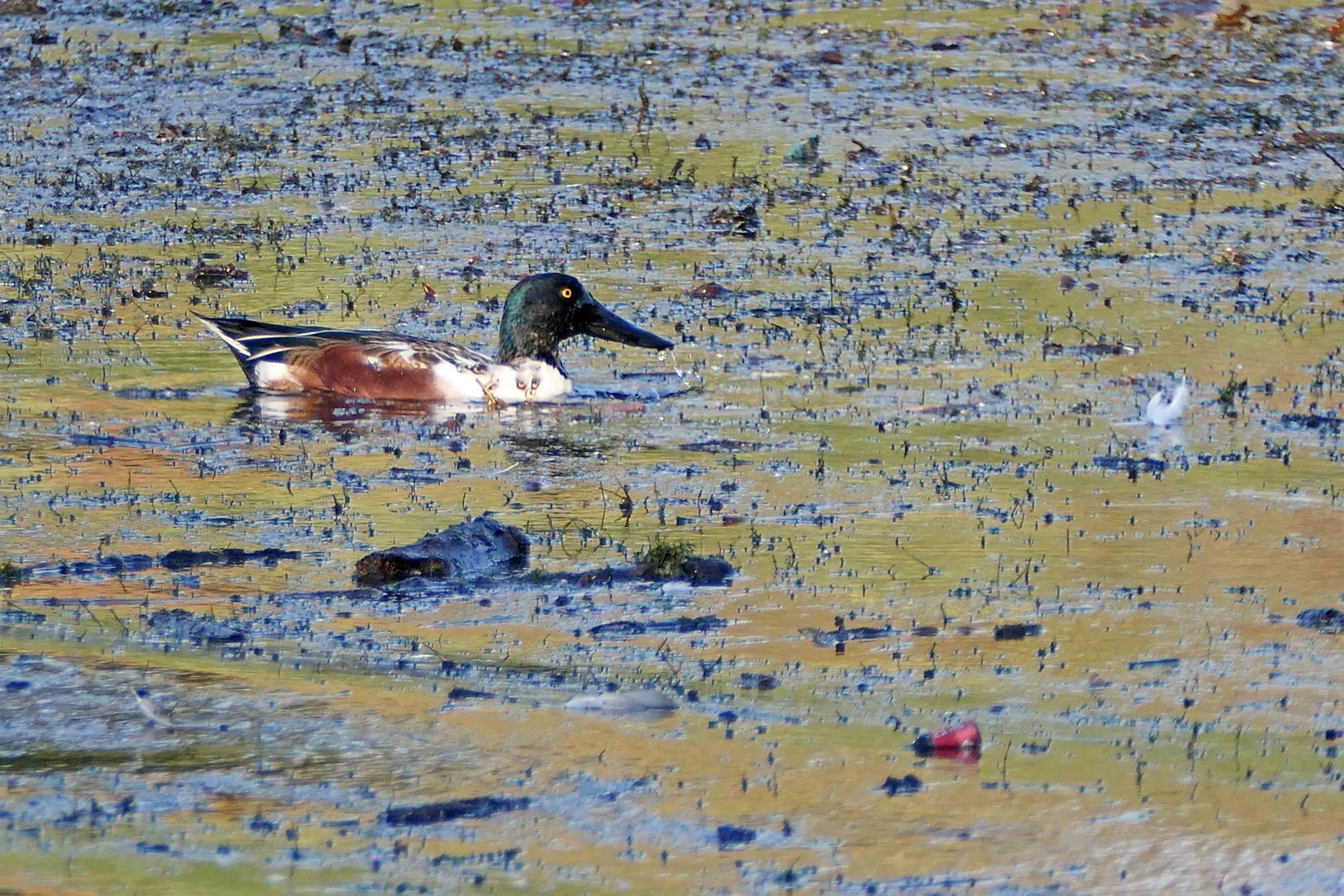 221115 shoveler