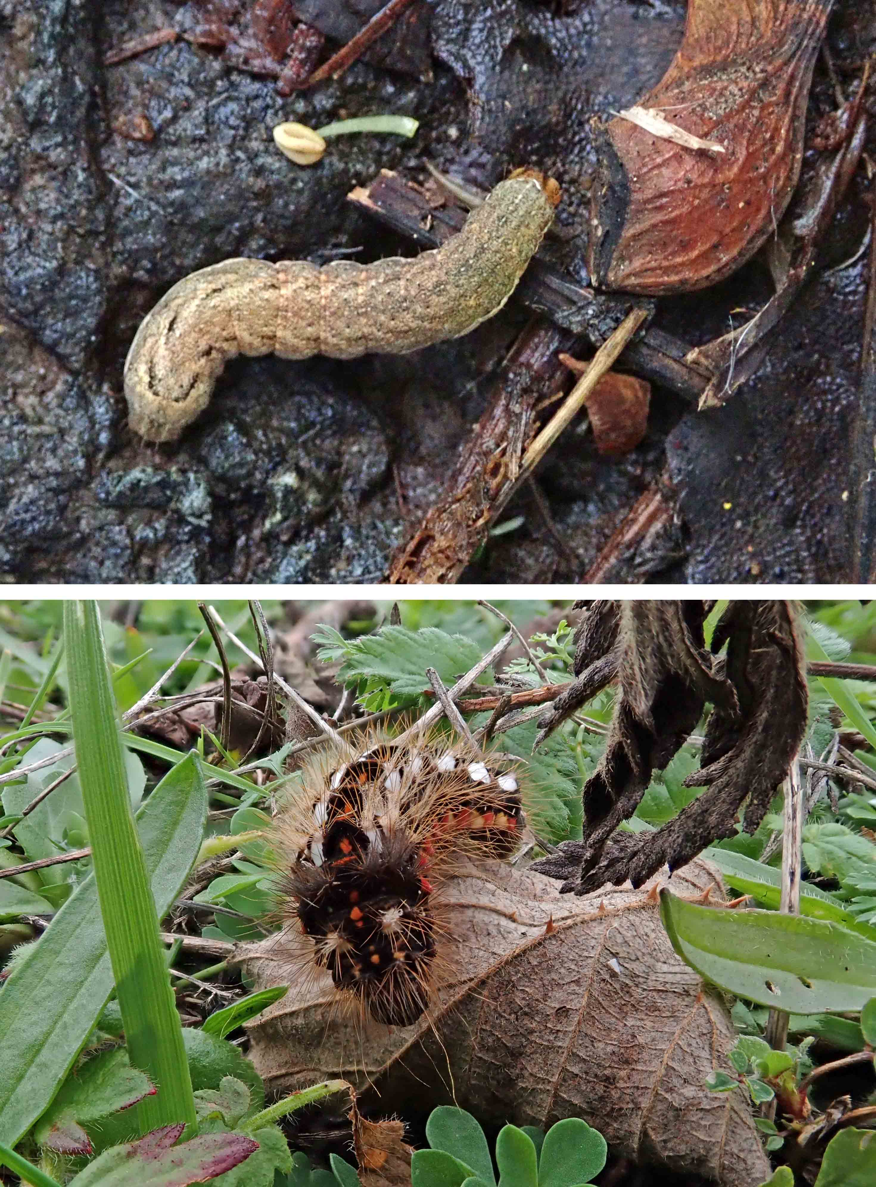 221116 noctuid sp knot grass