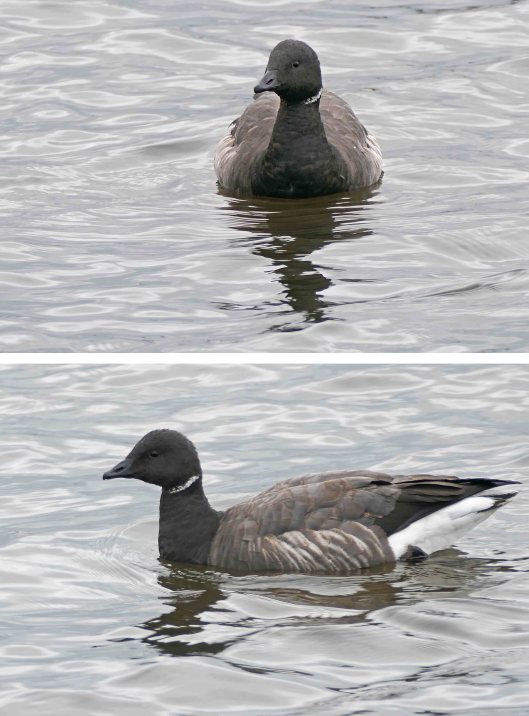 221117 brent goose (2)