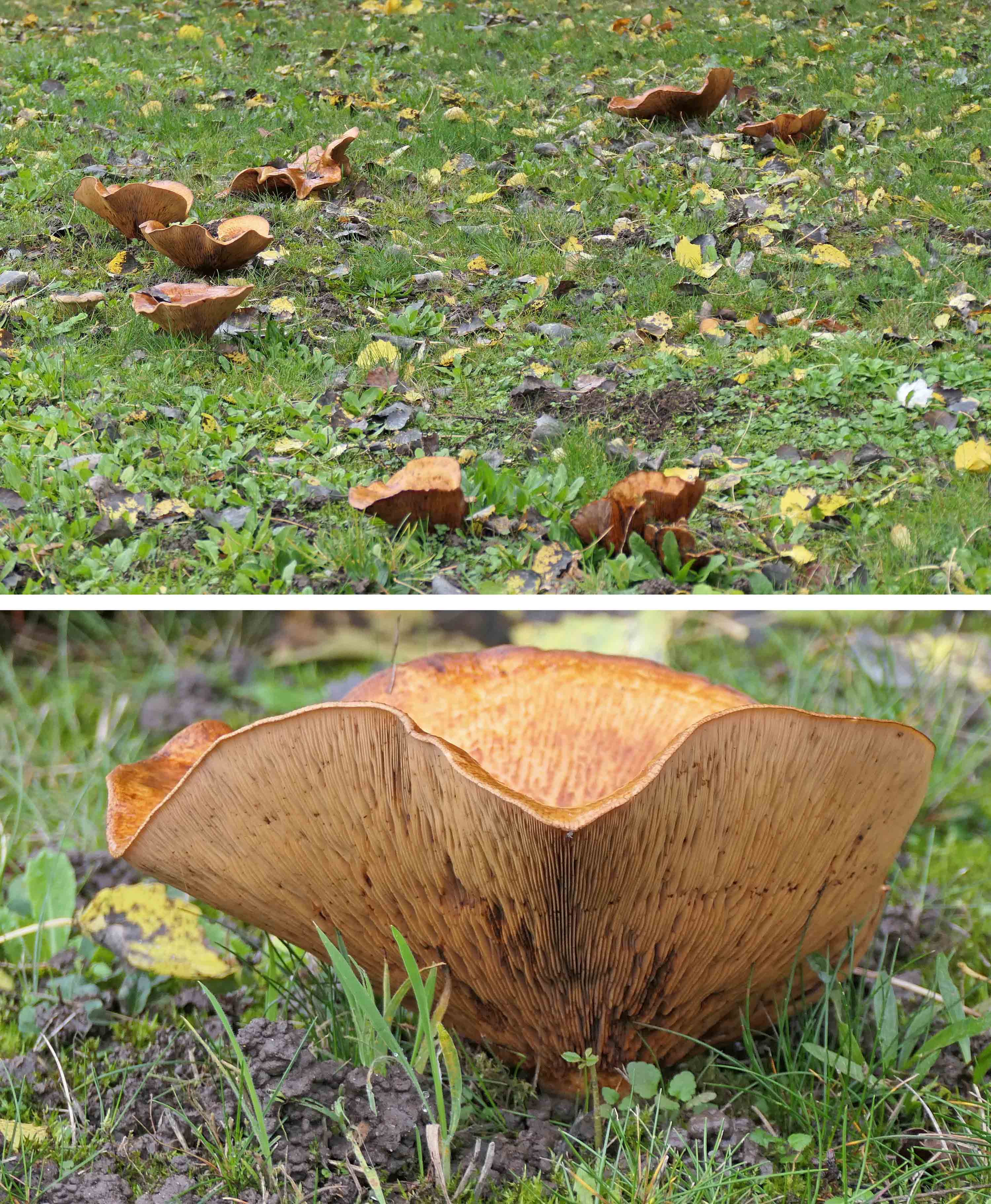 221118 paxillus involutus (1)