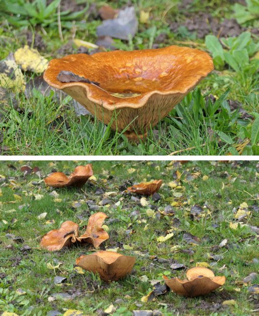 221118 paxillus involutus (2)