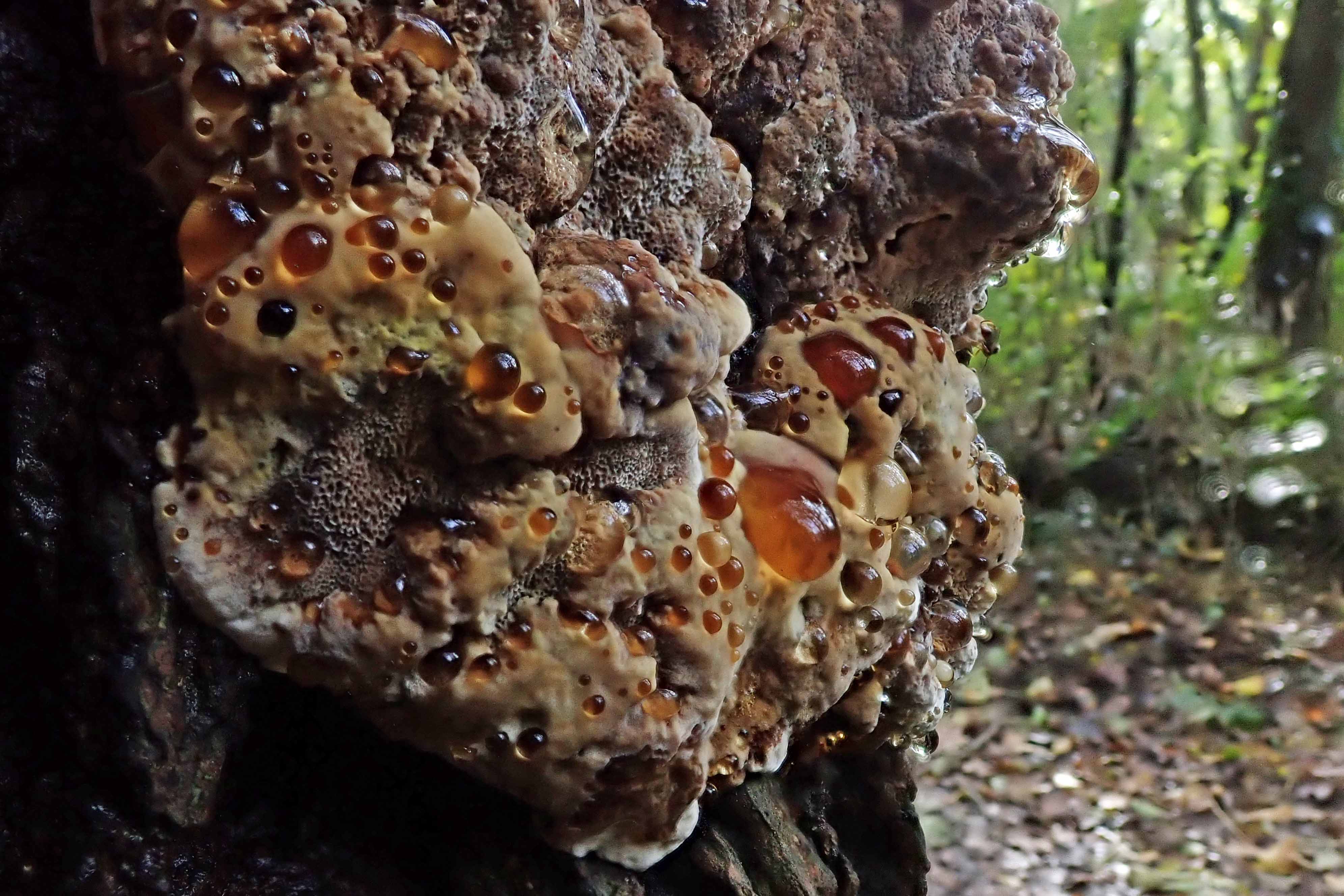 221121 alder bracket