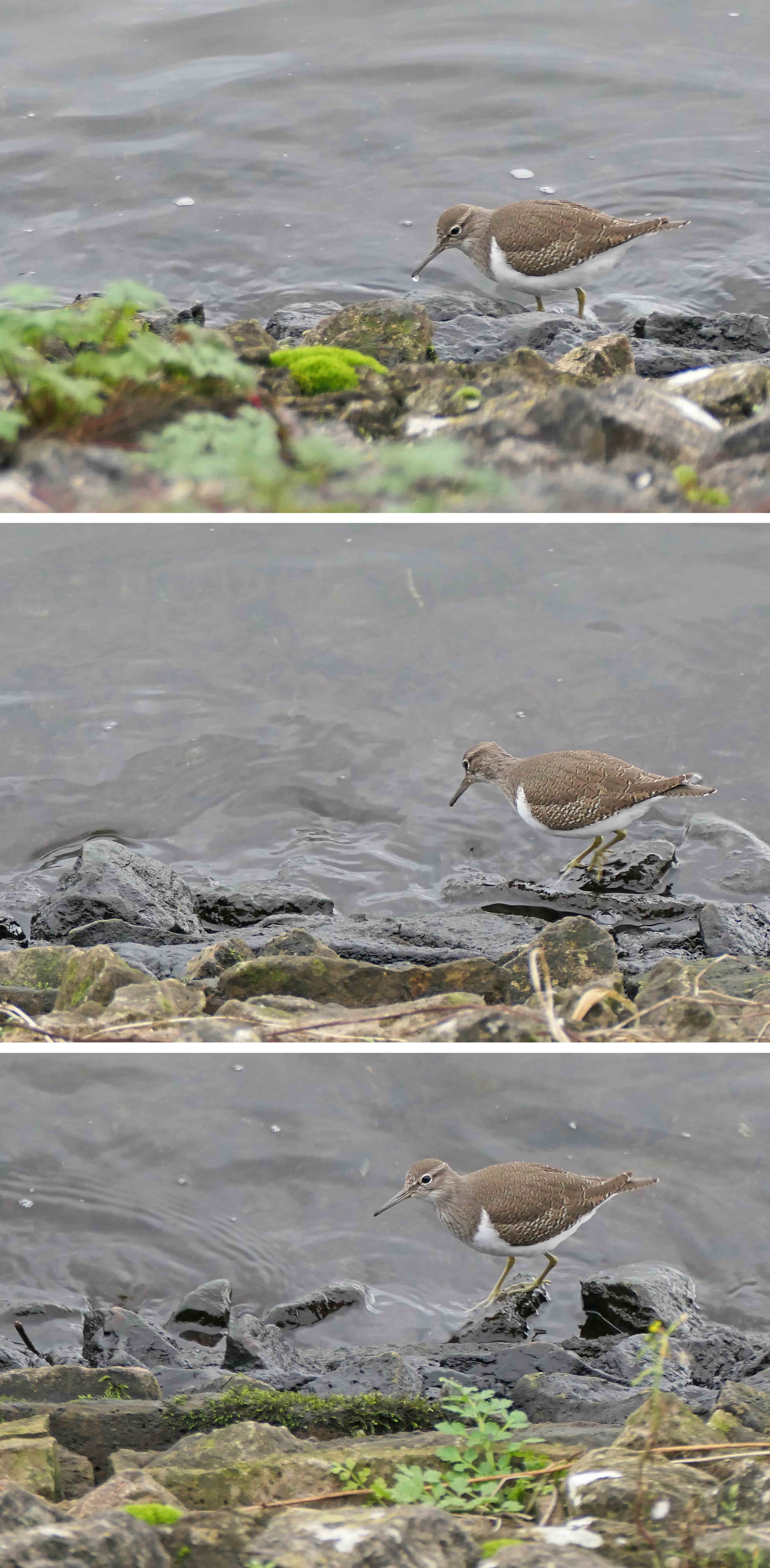 221122 common sandpiper