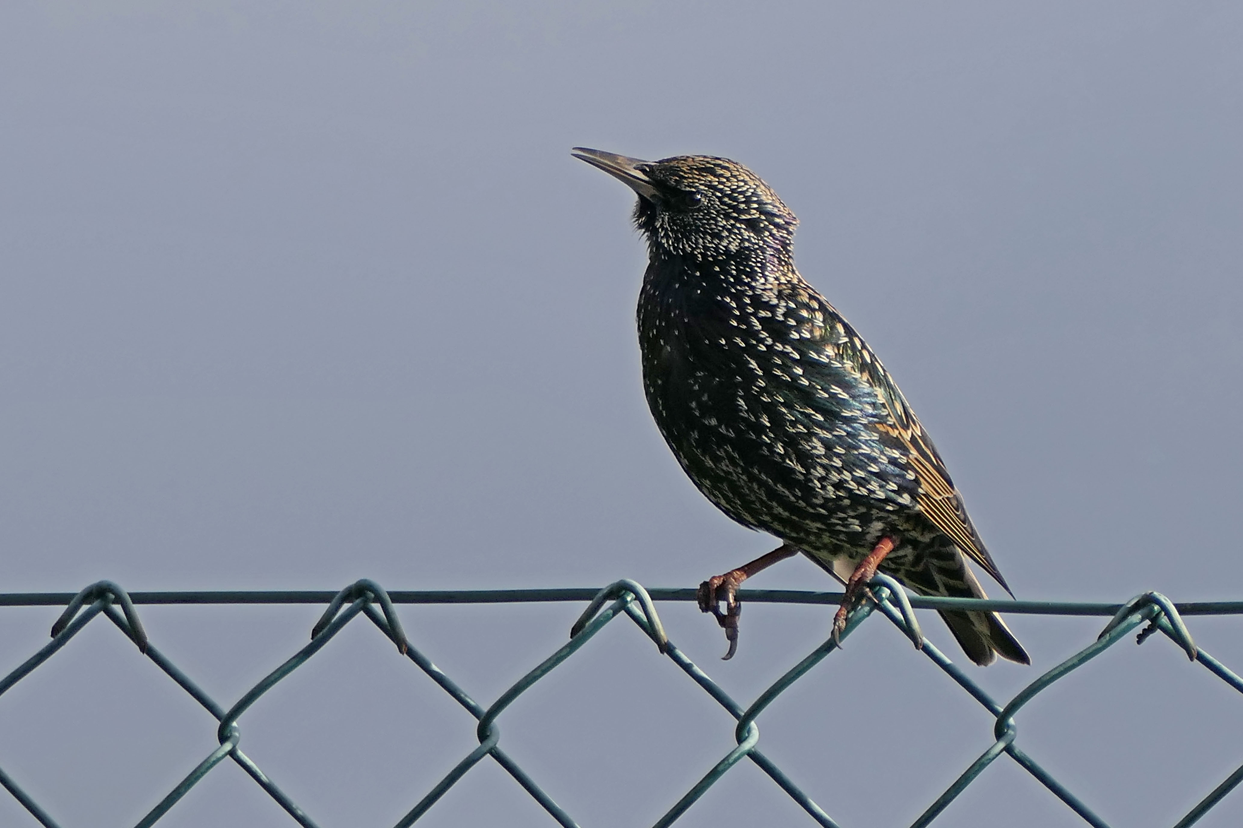221126 starling