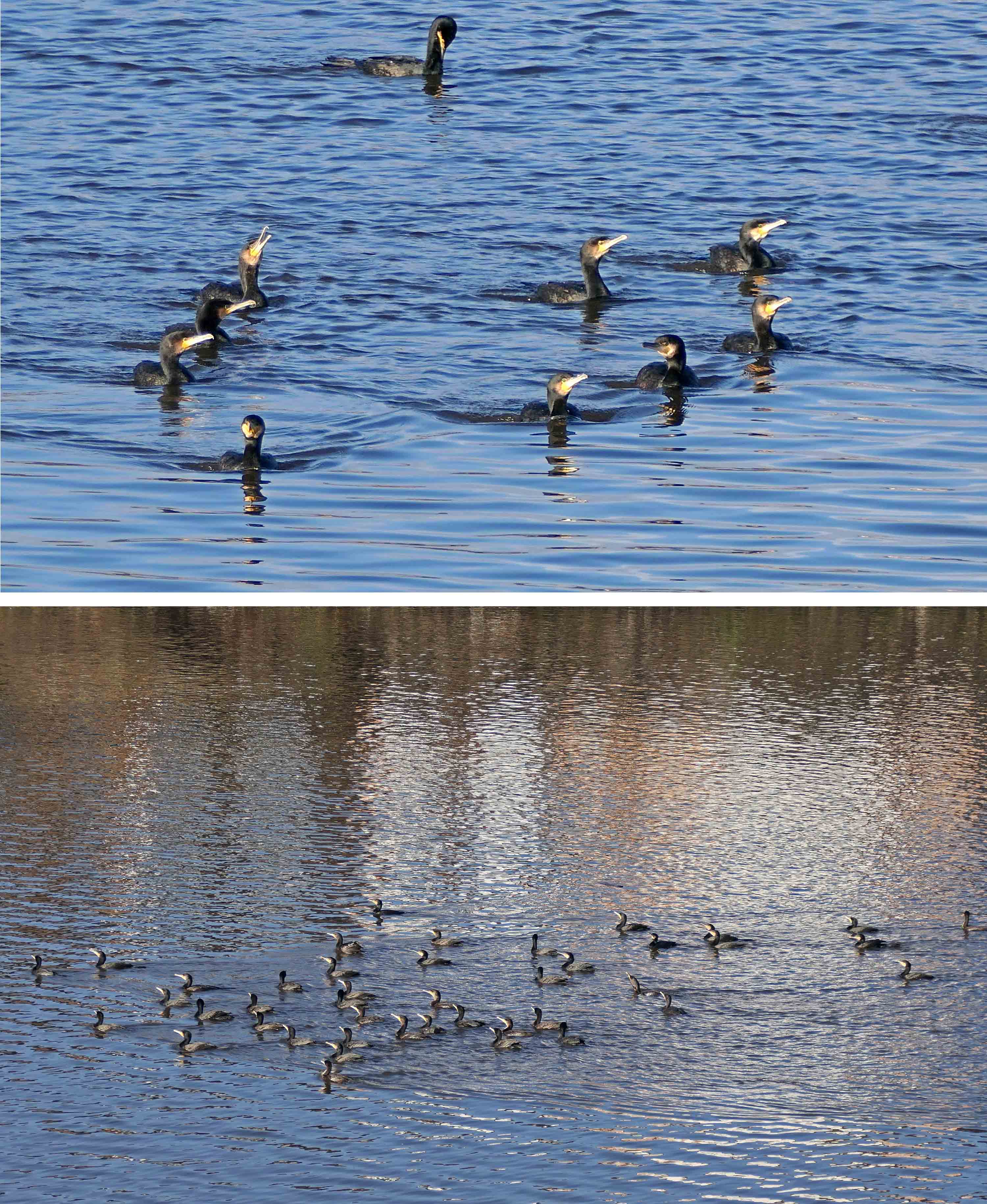 221206 rafting cormorants (1)