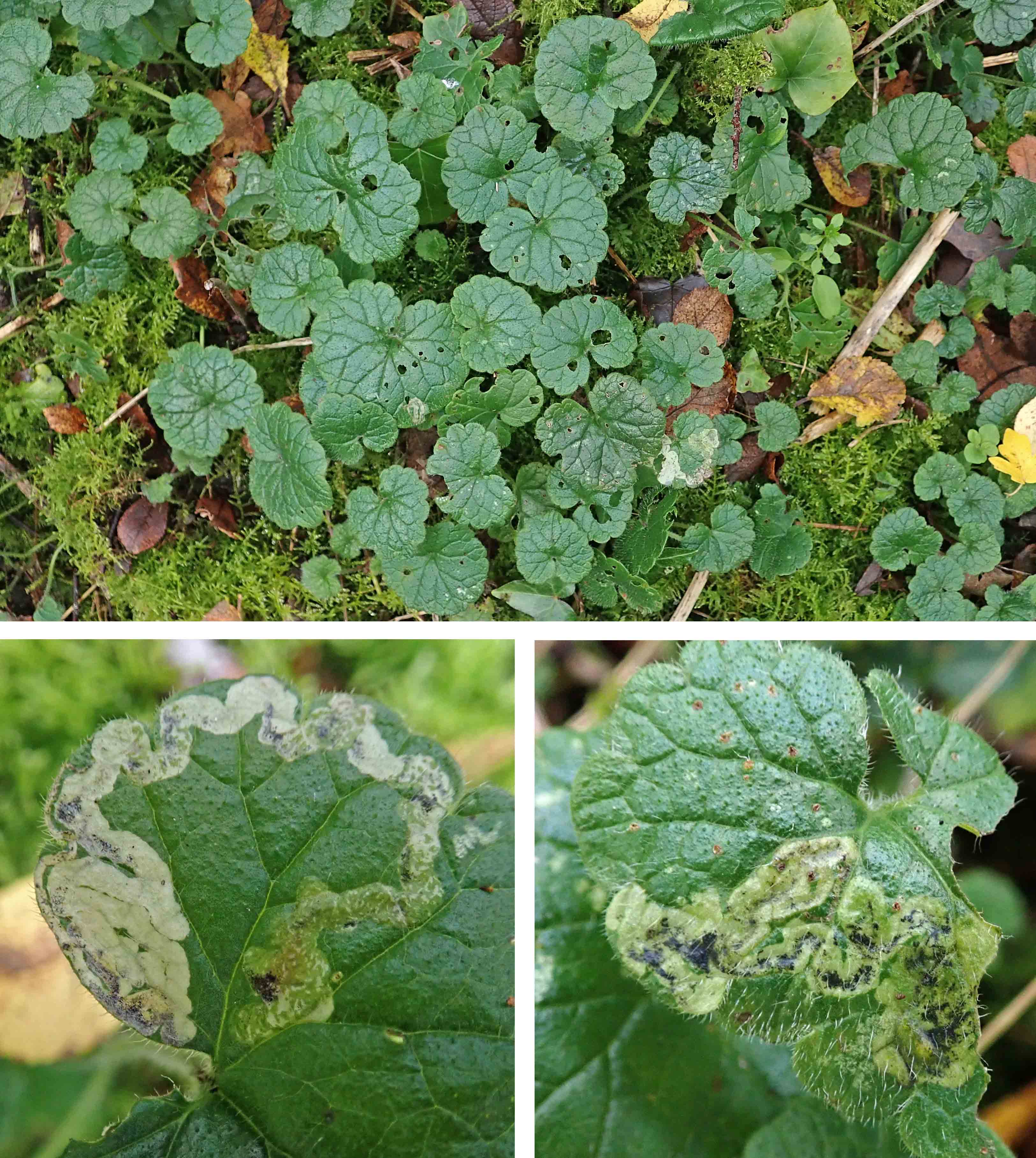 221212 Phytomyza glechomae