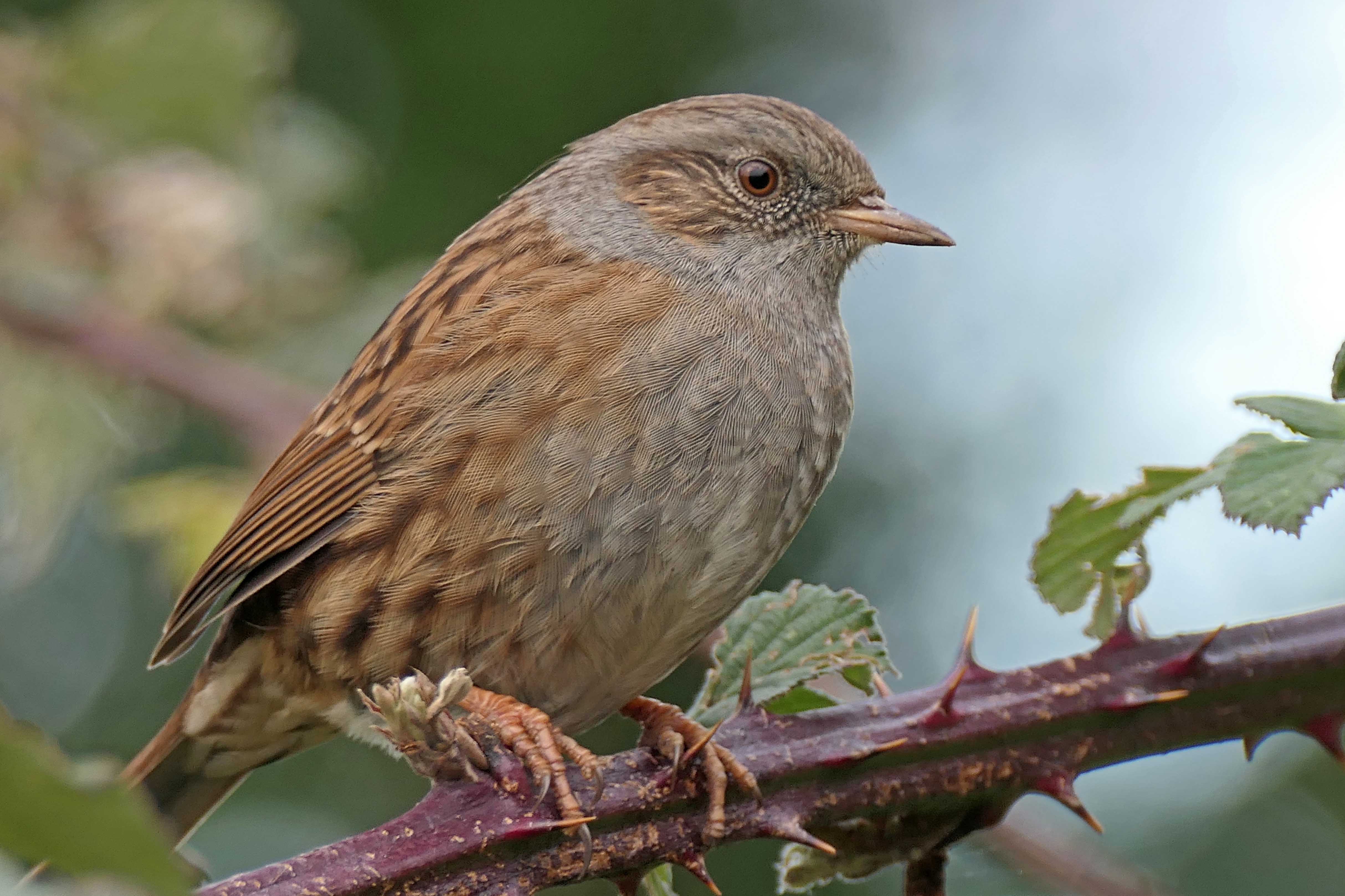 221213 dunnock