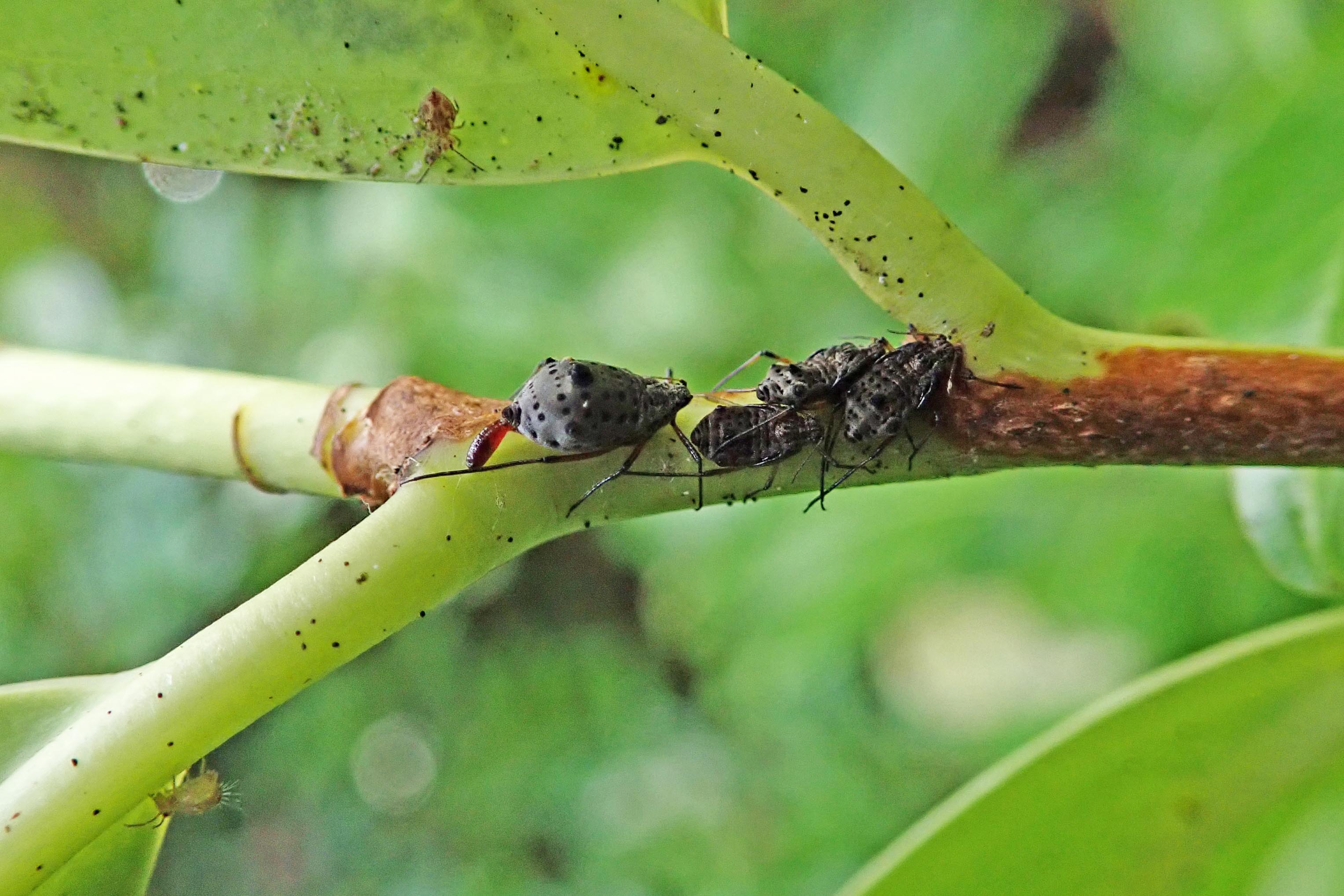 221217 aphid having a baby