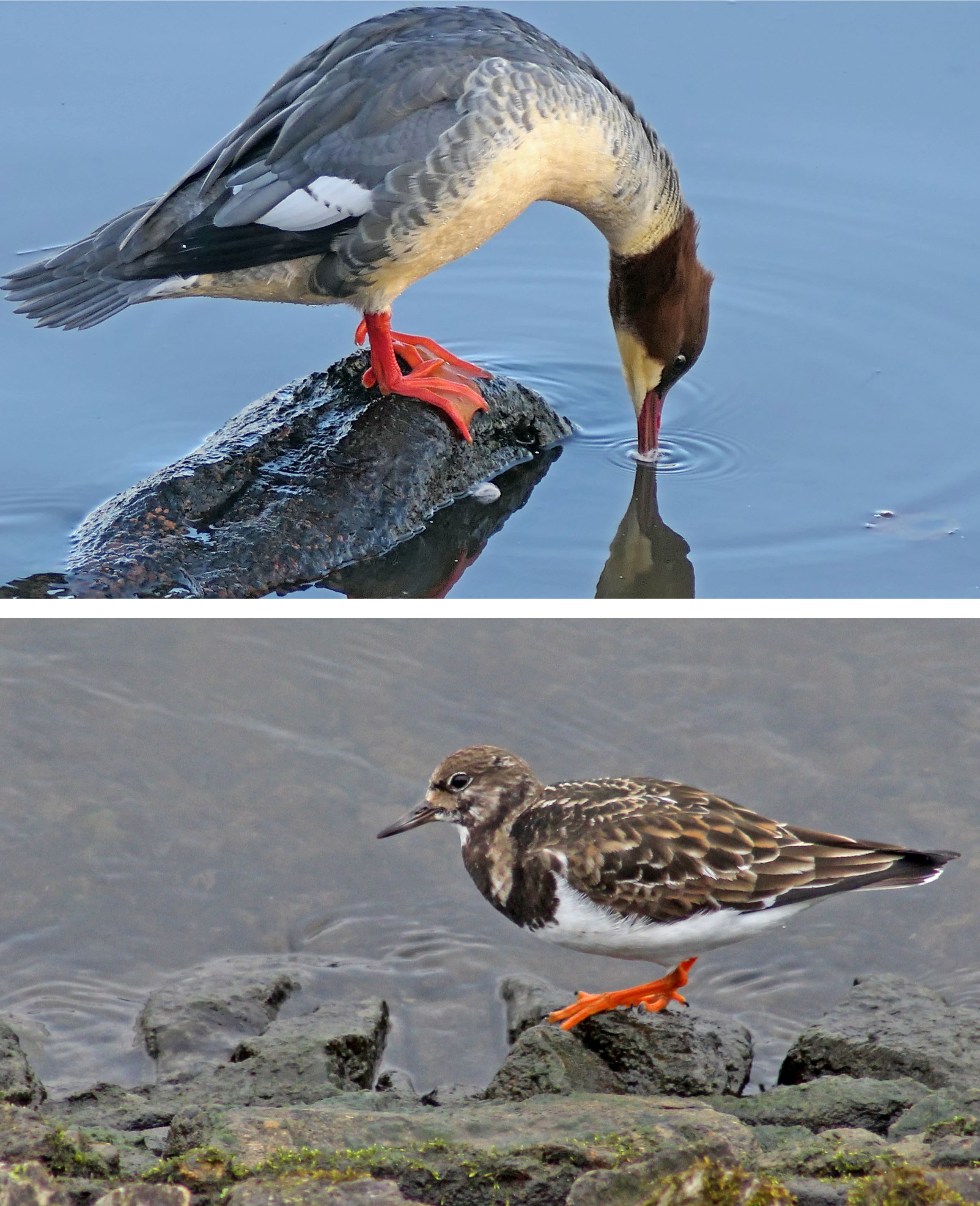 221222 orange legs (1)