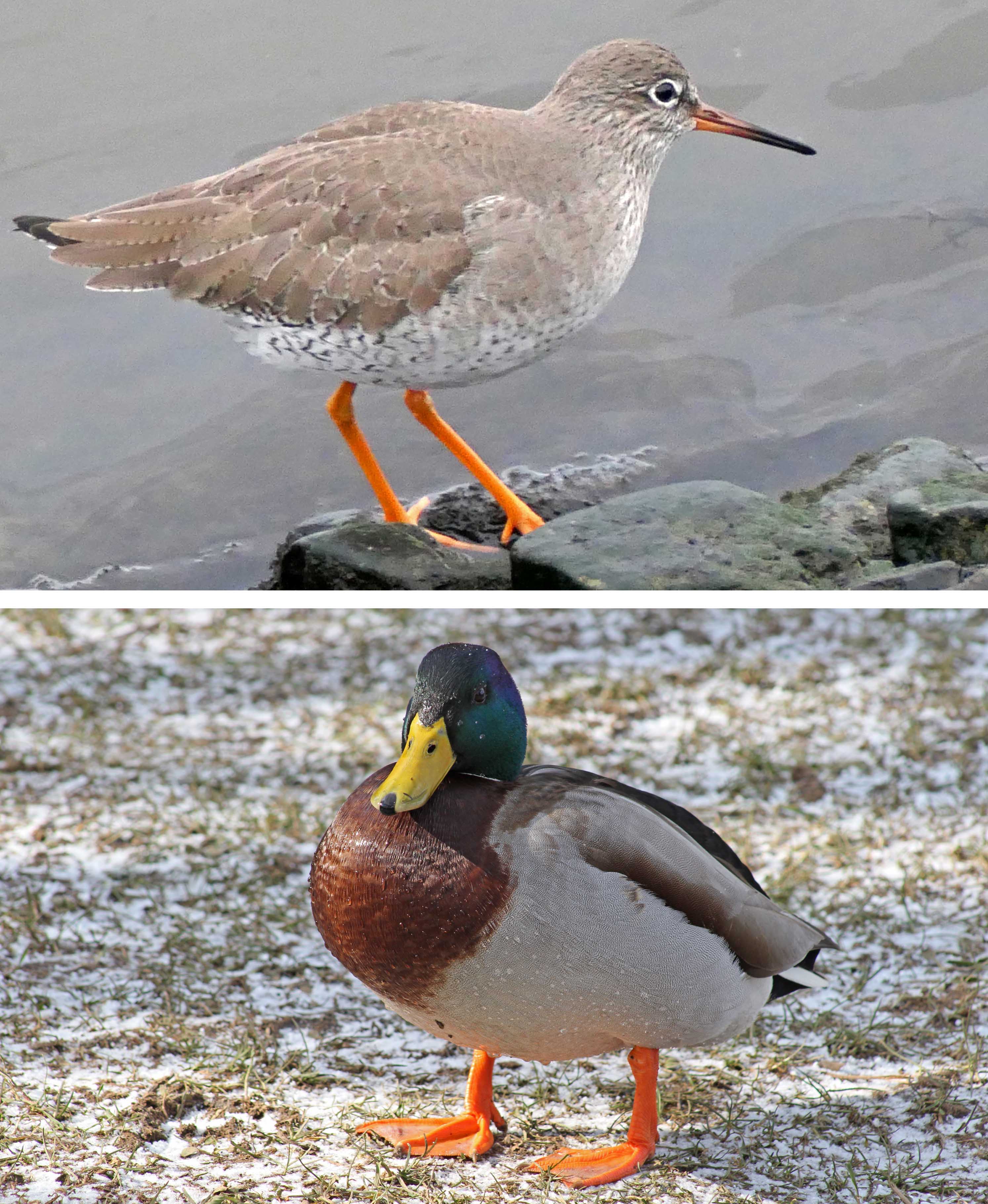 221222 orange legs (2)