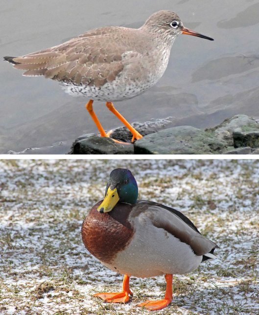 221222 orange legs (2)