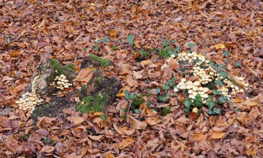 221223 sulphur tuft (1)