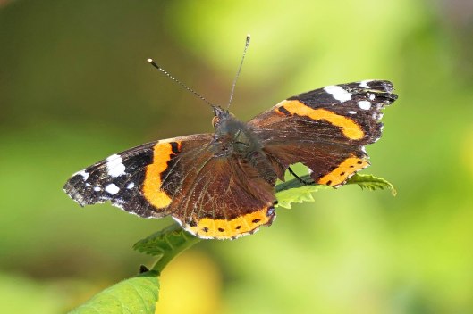 221224 red admiral