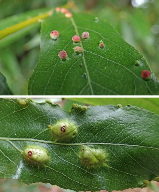 221226 on willow (1)