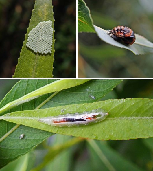 221226 on willow (2)