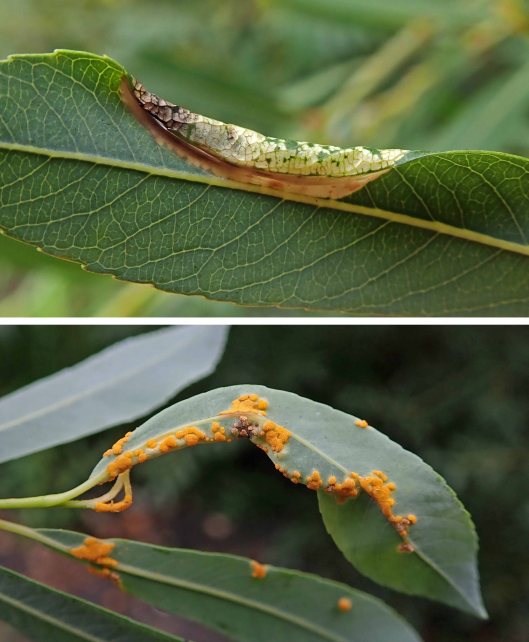 221226 on willow (3)