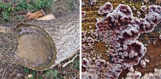 221230 silverleaf fungus (1)