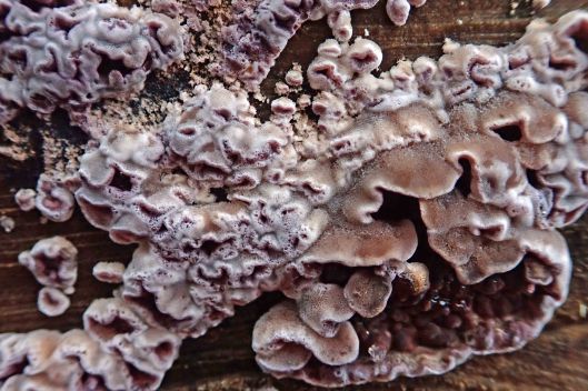 221230 silverleaf fungus (2)