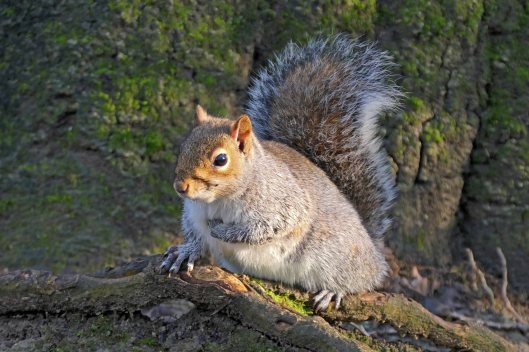230103 grey squirrel