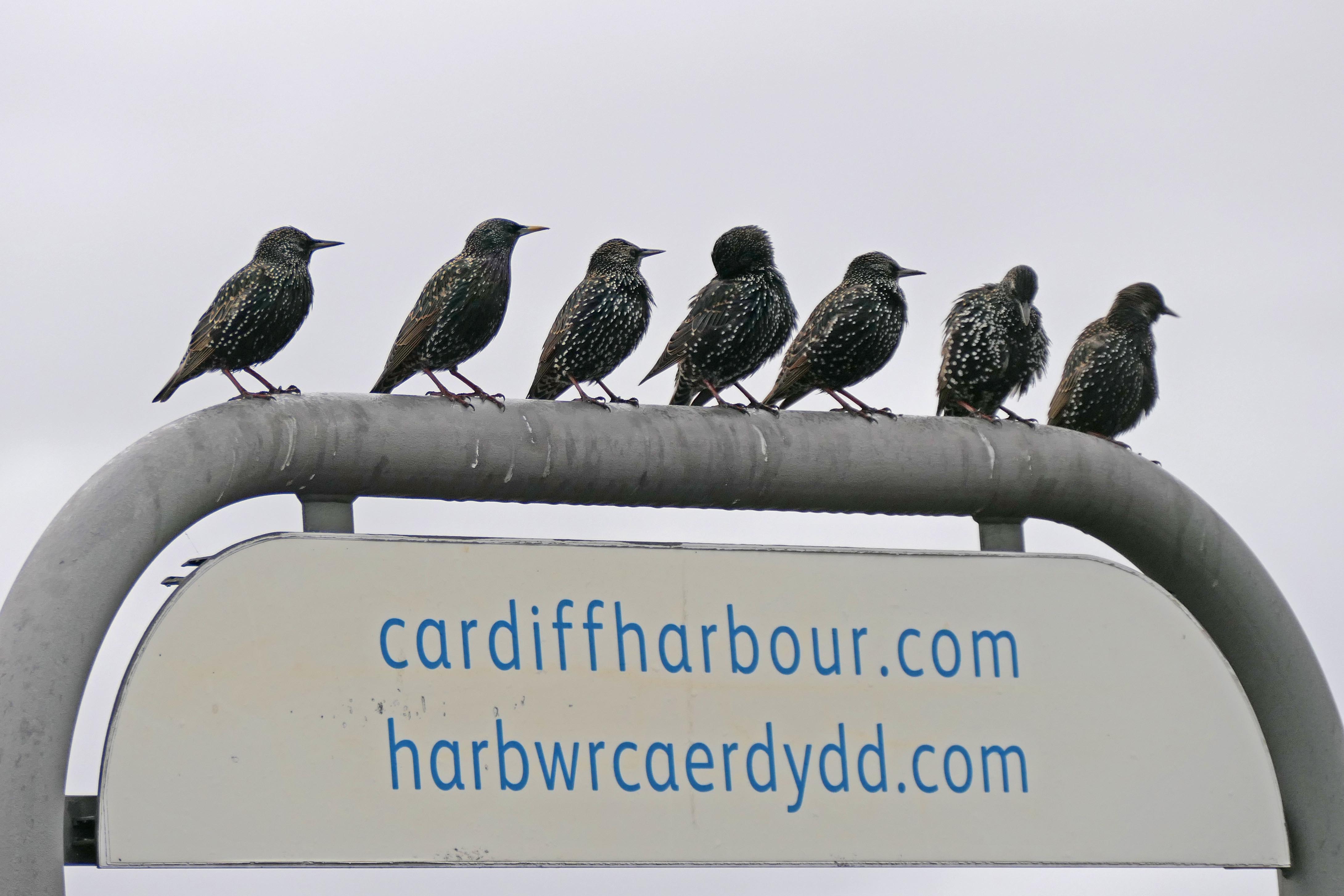 230105 starlings (1)