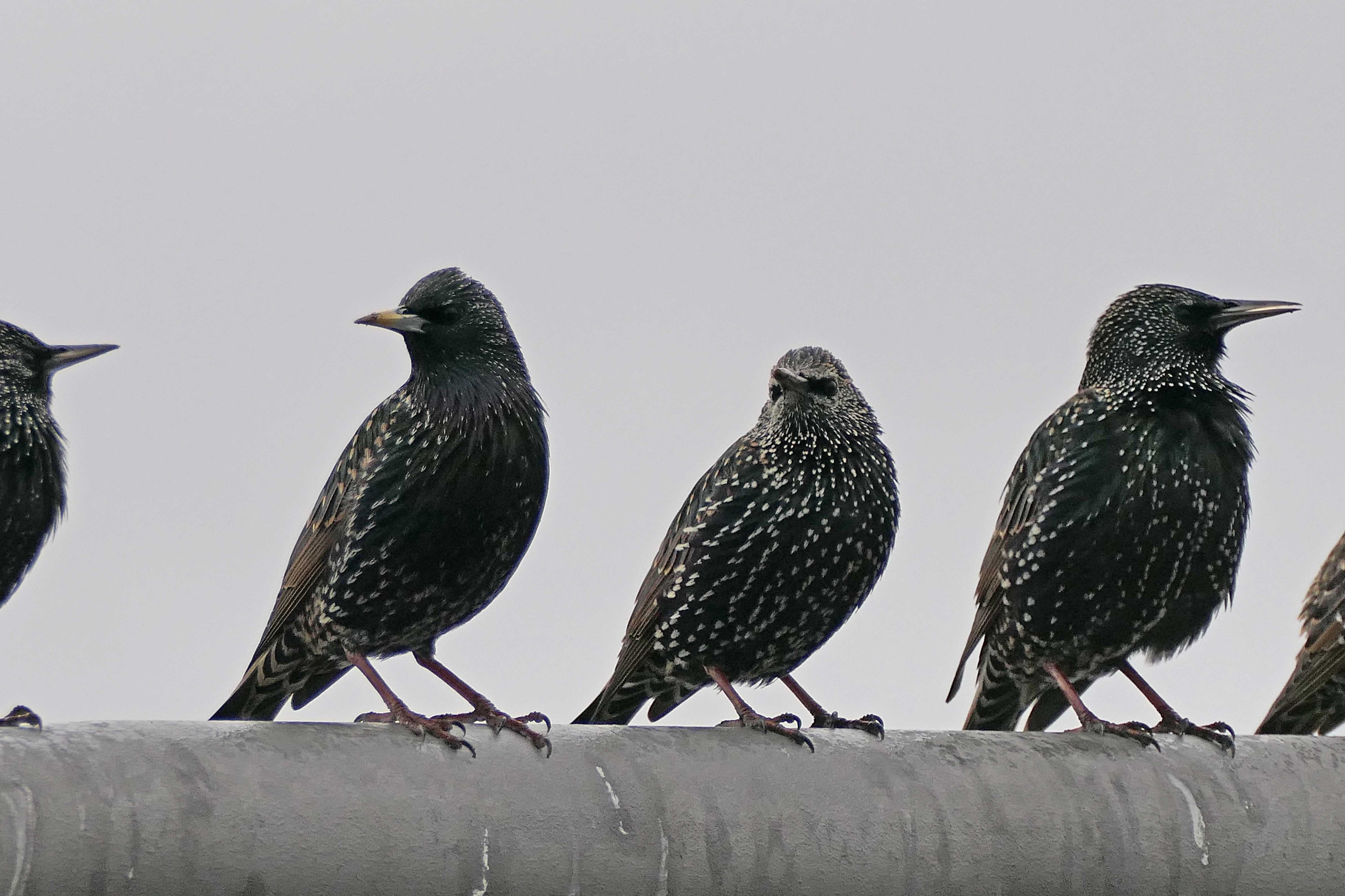 230105 starlings (2)