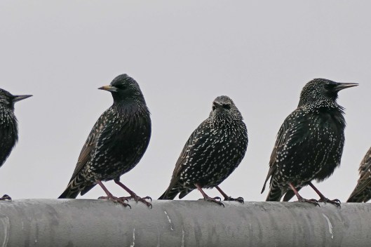 230105 starlings (2)