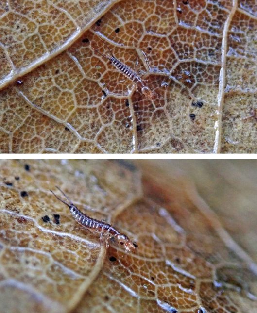 230110 juvenile earwig