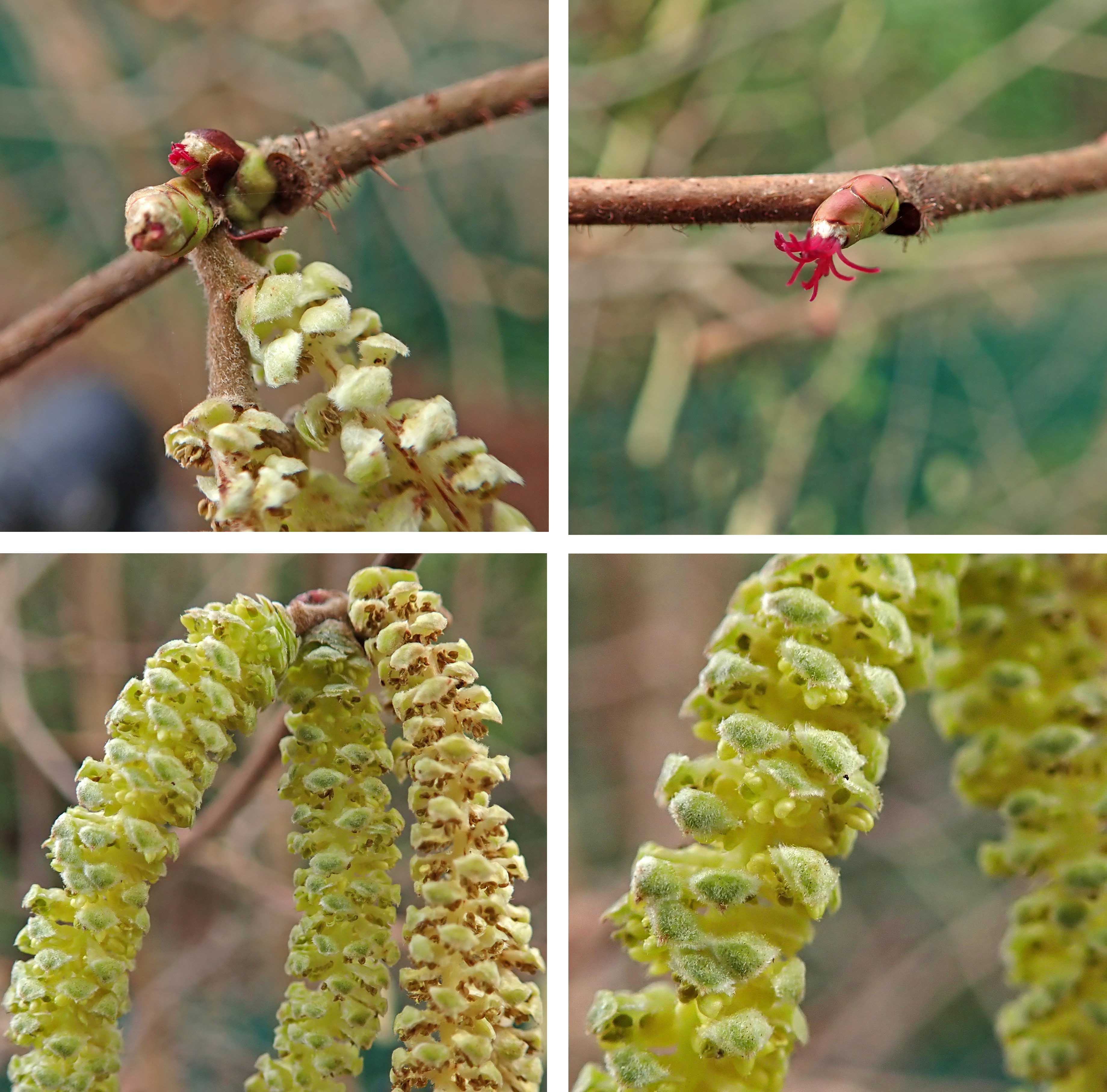 230115 Hazel flowers and catkins