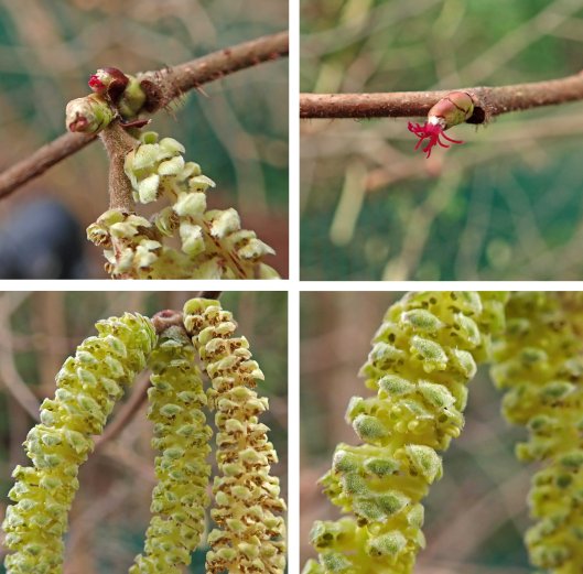 230115 Hazel flowers and catkins
