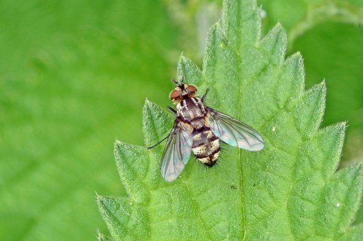 230117 Nemorilla floralis
