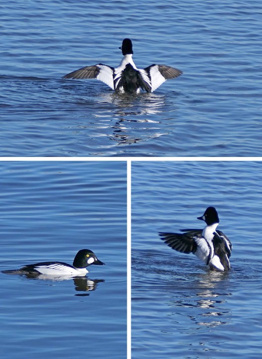 230118 goldeneye (1)