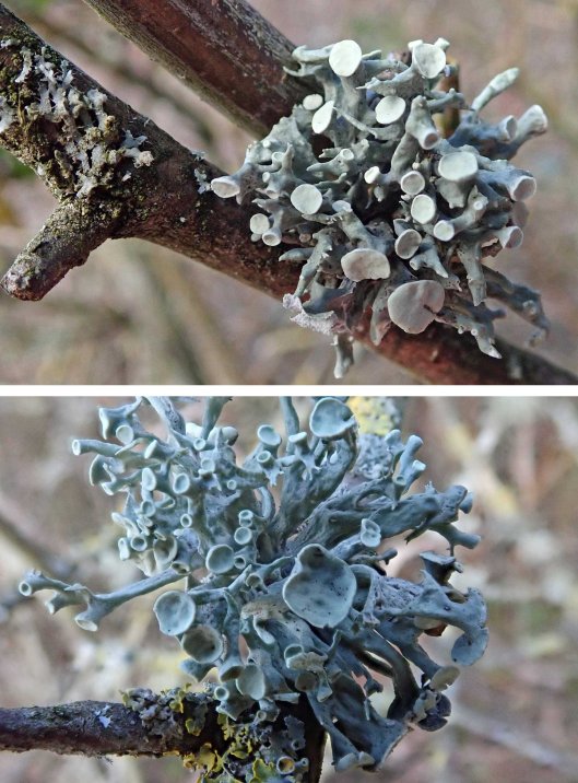 230120 Ramalina fastigiata