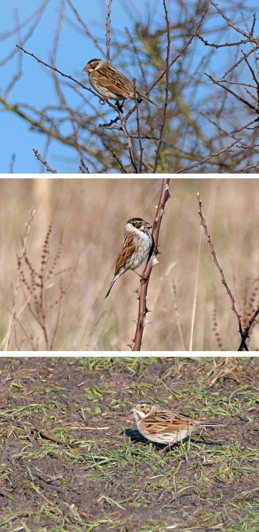 230121 reed buntings